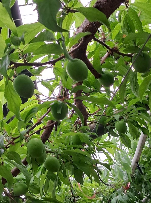 31263d0bb1ef39330796f0d371f68788_1780538884_8396.png